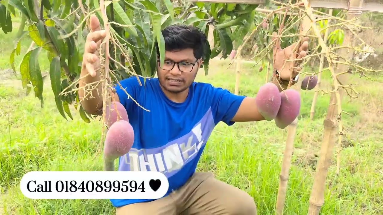 তাইওয়ান রেড আম || Taiwan Red Mango || বাংলাদেশে বিদেশি আমের জাত ।।