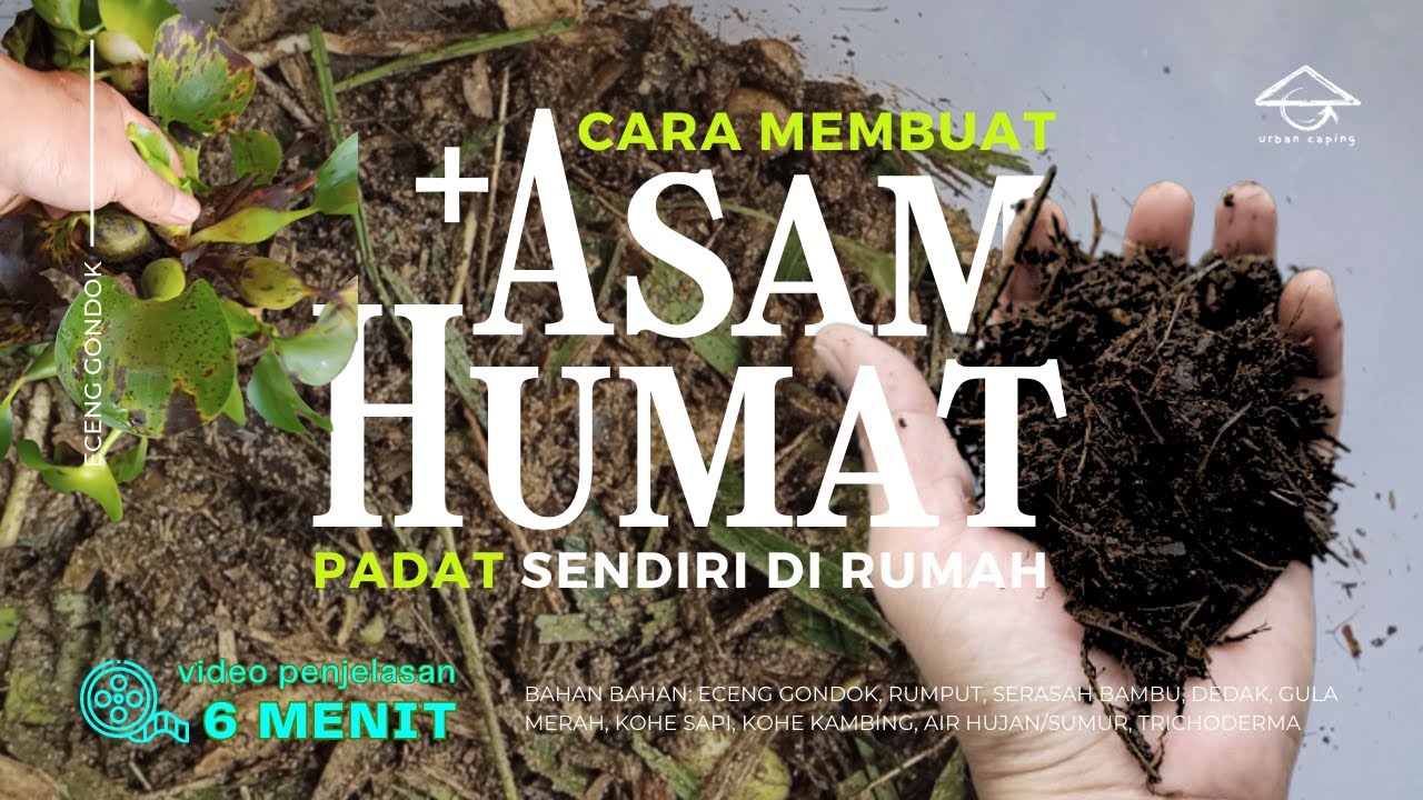 Cara membuat Asam Humat Padat skala rumah sebagai pembenah tanah organik | Humic Acid + Trichoderma