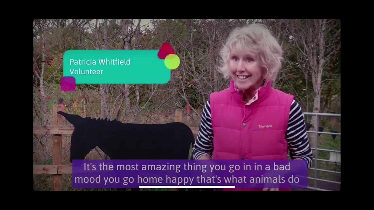 Snowdonia Donkeys Volunteering