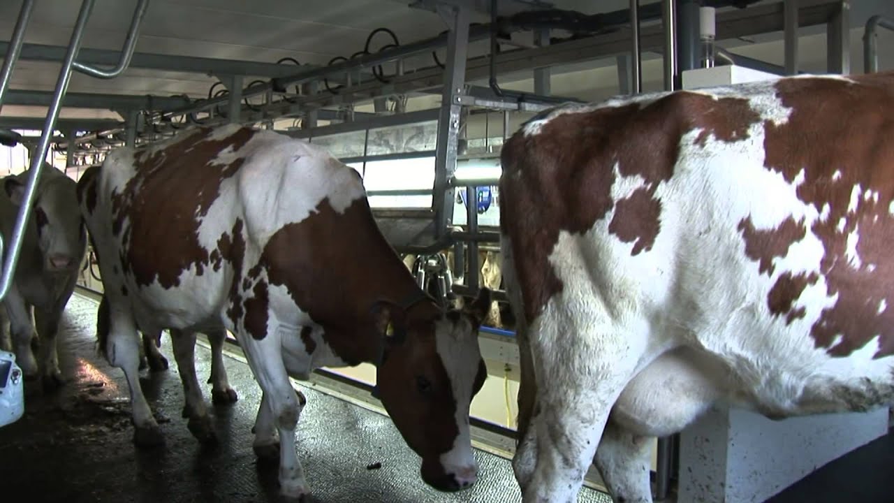 Open day at Dairy Farm / Cheese Farm Kloas in 't Hof in Bathmen (NL)