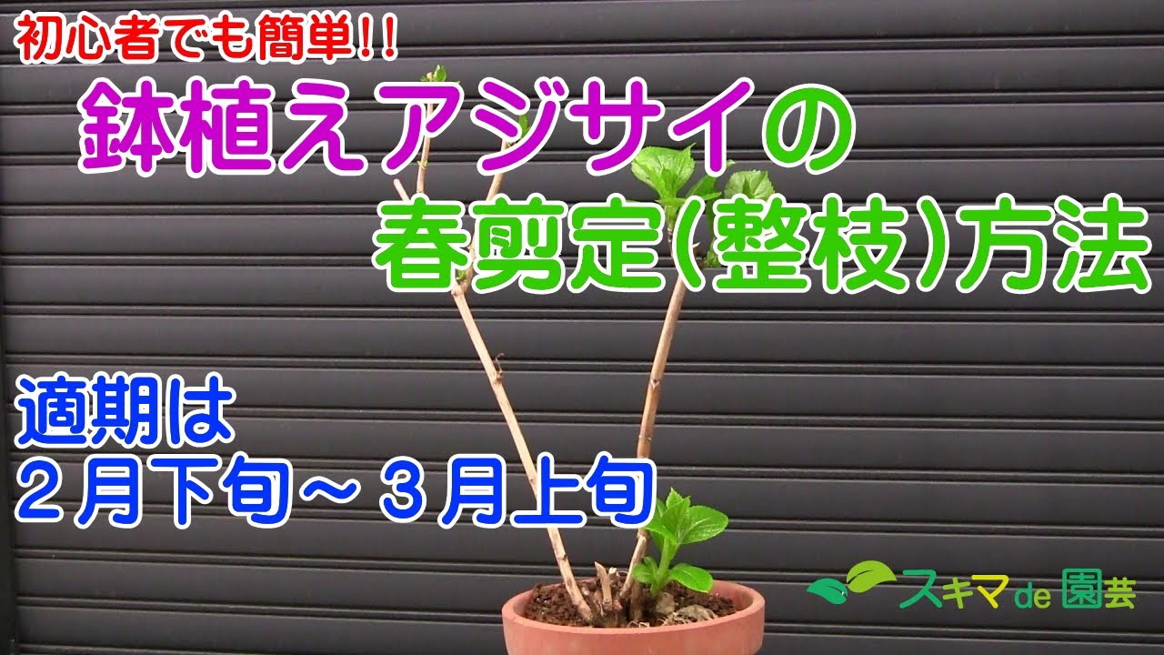 【花木】鉢植えアジサイの春剪定(整枝)方法【スキマde園芸】