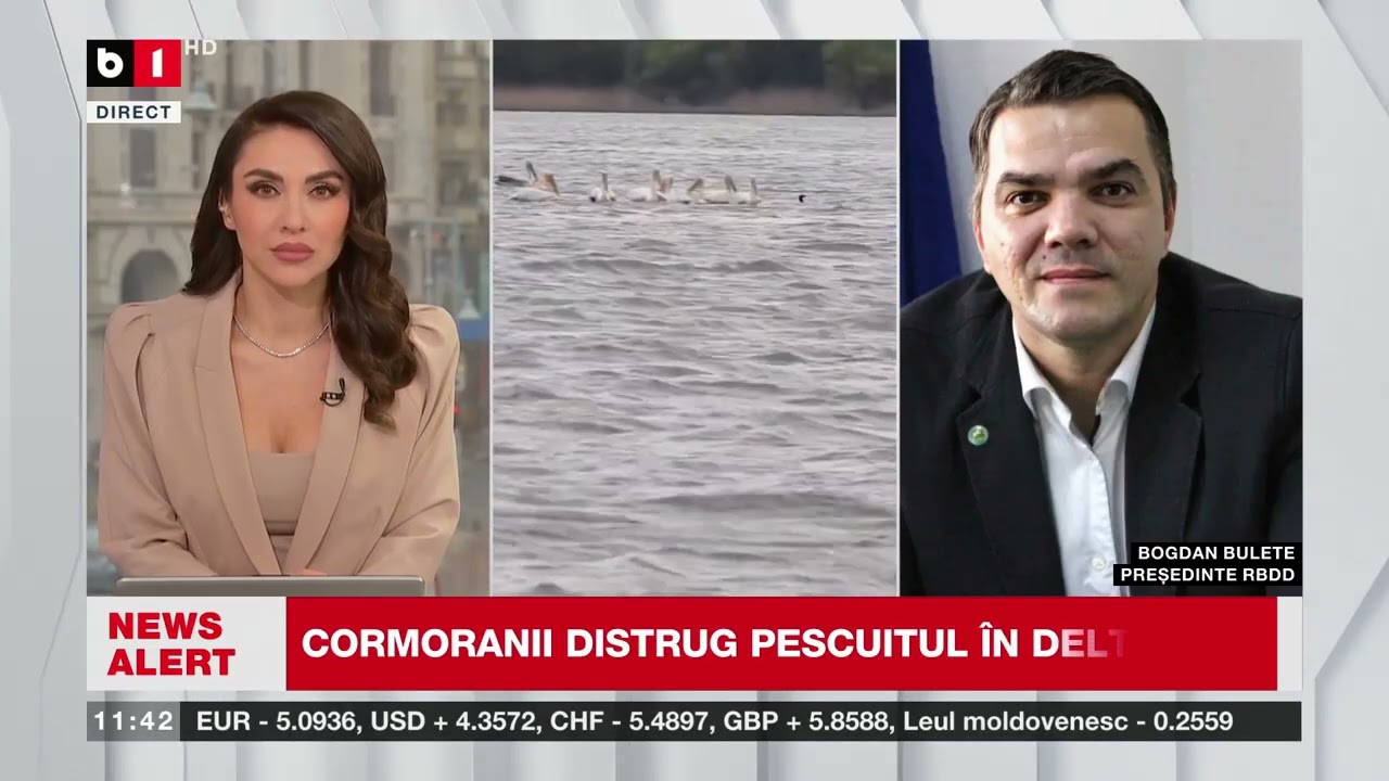 B. BULETE, RBDD, DESPRE PETIȚIE PENTRU CONTROLUL POPULAȚIEI DE CORMORANI_Știri B1TV_23 ian. 2026