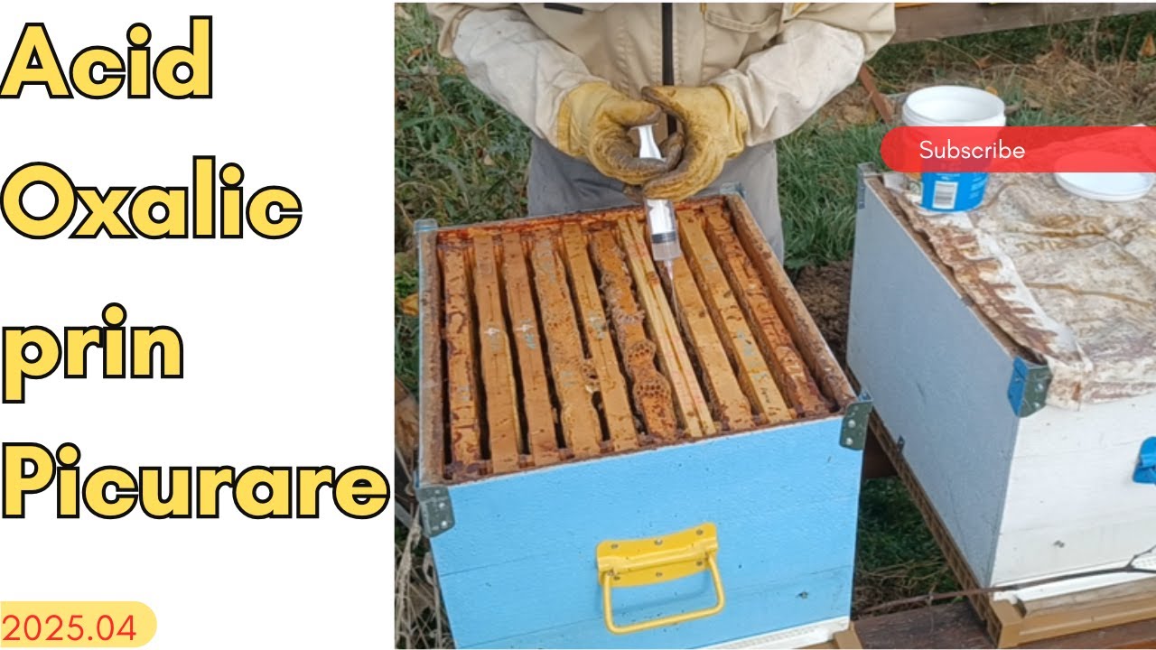 Aplicam Acid Oxalic prin picurare