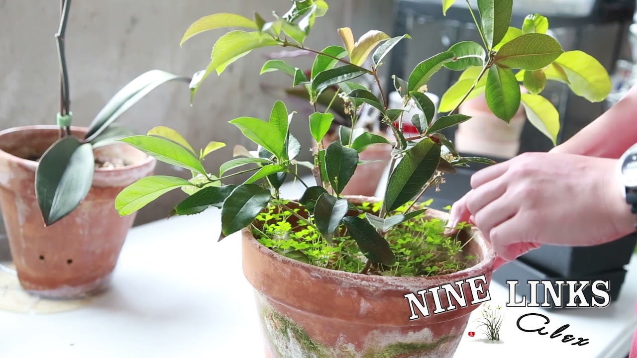 Introduction to Sweet Olive. Brief care guide about Sweet Olive/Osmanthus.