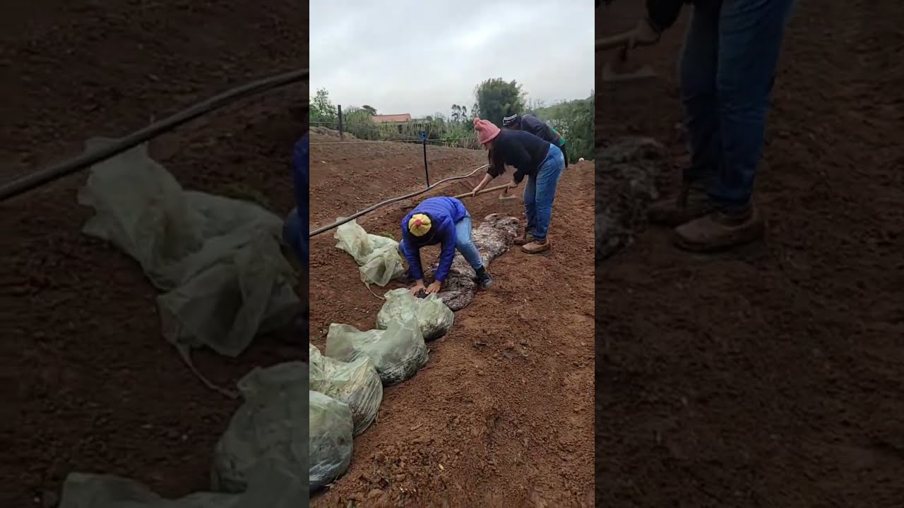 Plantio do Cogumelo Agaricus Blazei em Família 🌱 | União, Natureza e Amor pelo Cultivo!
