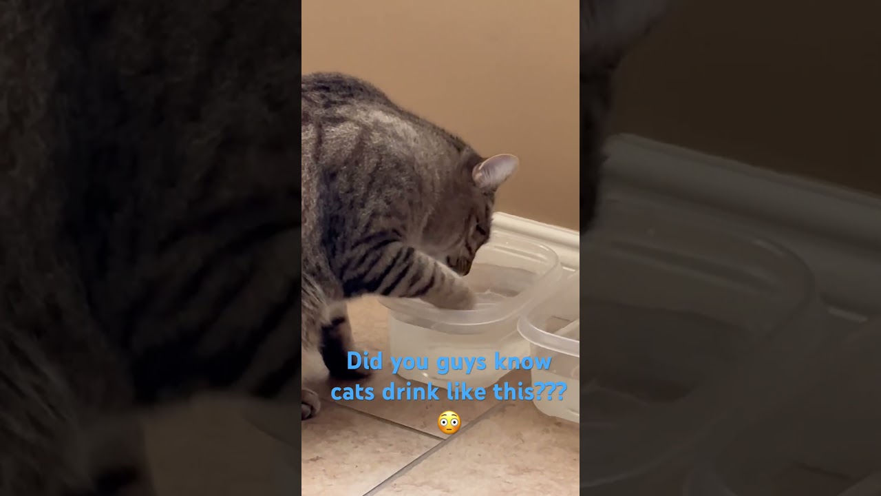 Cat drinking with paw, 