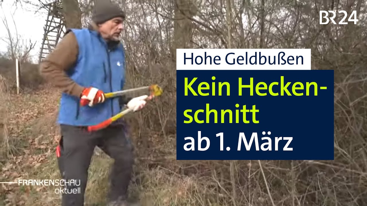 Hecken schneiden ab 1. März verboten – hohes Bußgeld droht | BR24