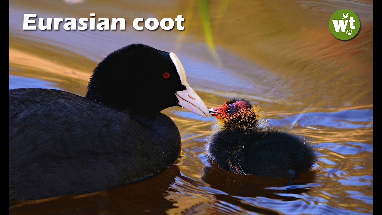 Know About Common Coots | Eurasian Coot Video| Australian Coot