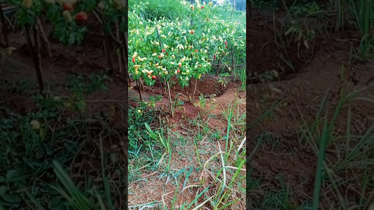 penyiraman cabai ori terhenti #petani #cabaiori #petanicabaiindonesia