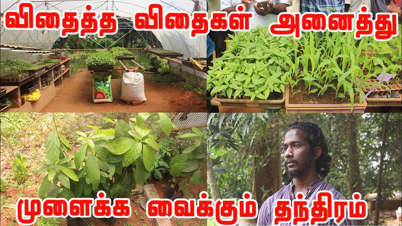 நிழல்வலை குடில் அமைத்து குழித்தட்டு மூலம் தரமான நாற்றுகளை உற்பத்தி செய்வதால் இவ்வளவு நன்மைகளா?