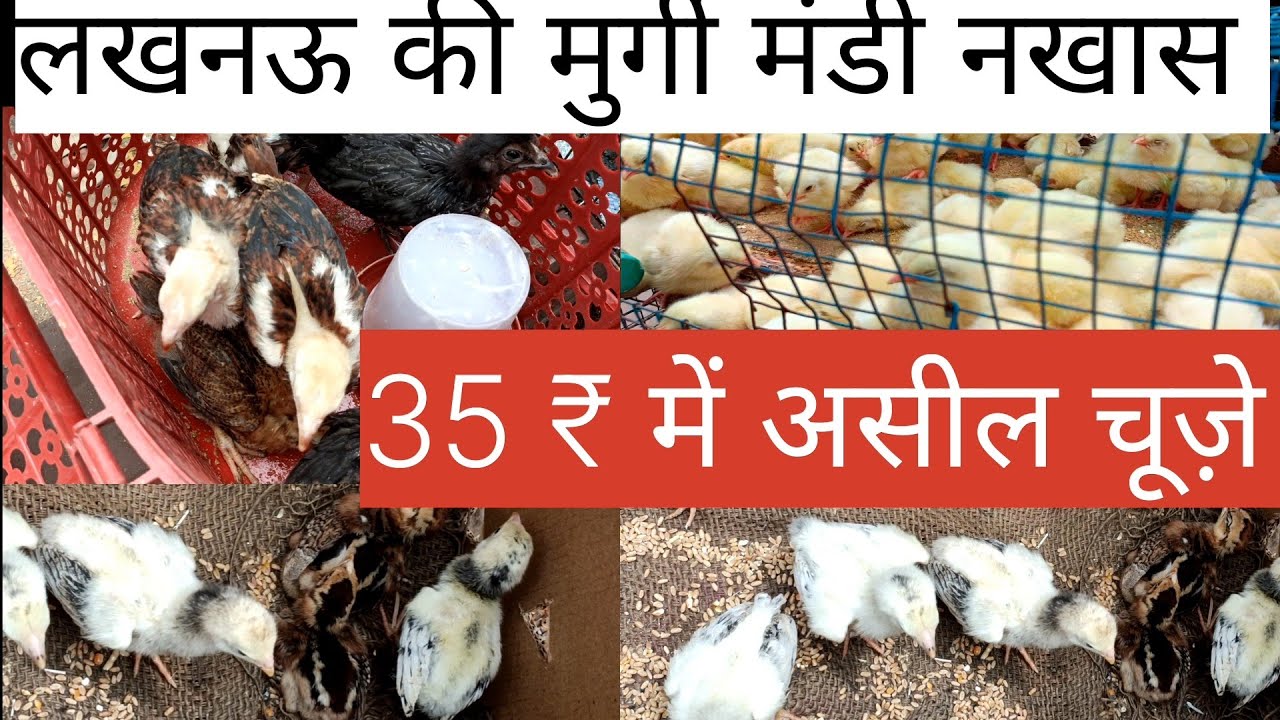 लखनऊ की pets and Animals Market exotic Bird market 🦆🐓🐦‍⬛🐦🐥🐣..