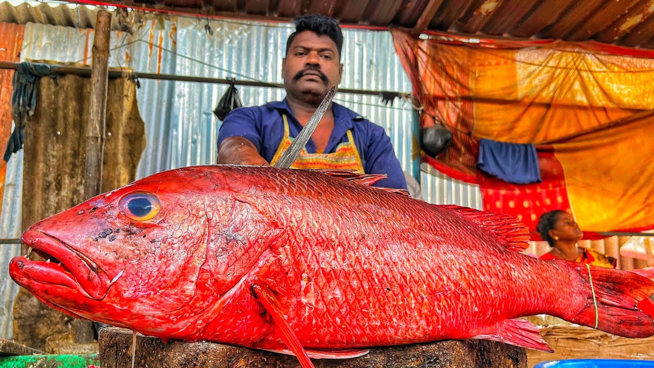 KASIMEDU SPEED SELVAM  | HUGE RED SNAPPER FISH CUTTING VIDEO | 4K VIDEO | CS FISH CUTTING