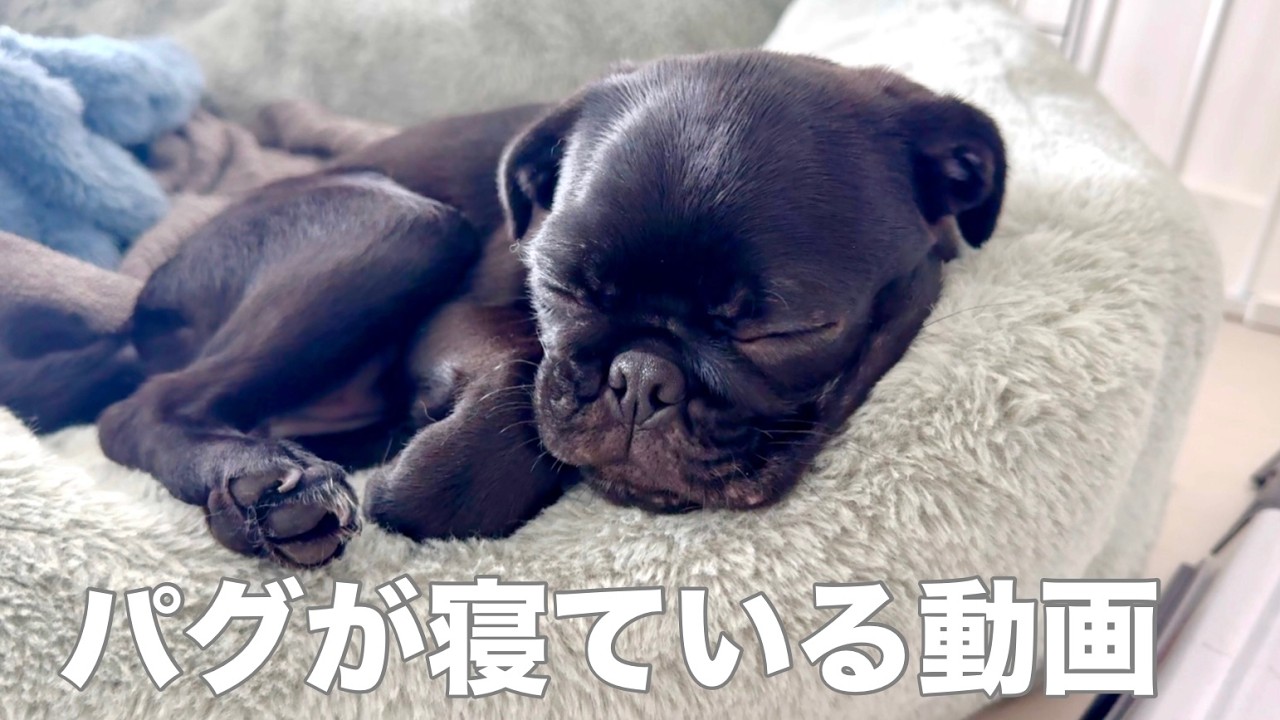 【黒パグ子犬】いろんな寝顔まとめ｜可愛すぎるパグの睡眠シーン30分