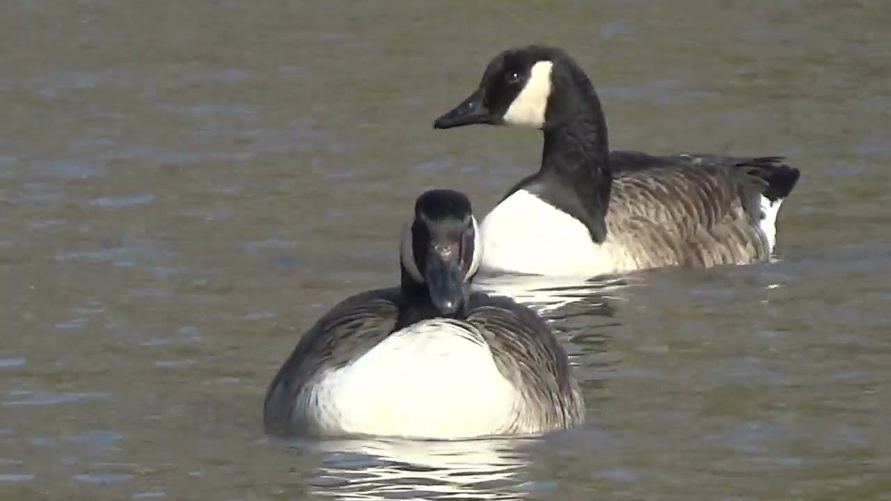 What A Beauty #canadagoose #canadiangoose #goose #brantacanadensis #waterbirds #aquaticbirds