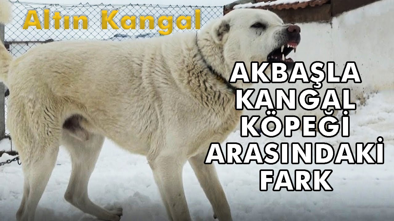 Akbaş Kangal Arasındaki Fark-Akbaş Köpeklerimiz