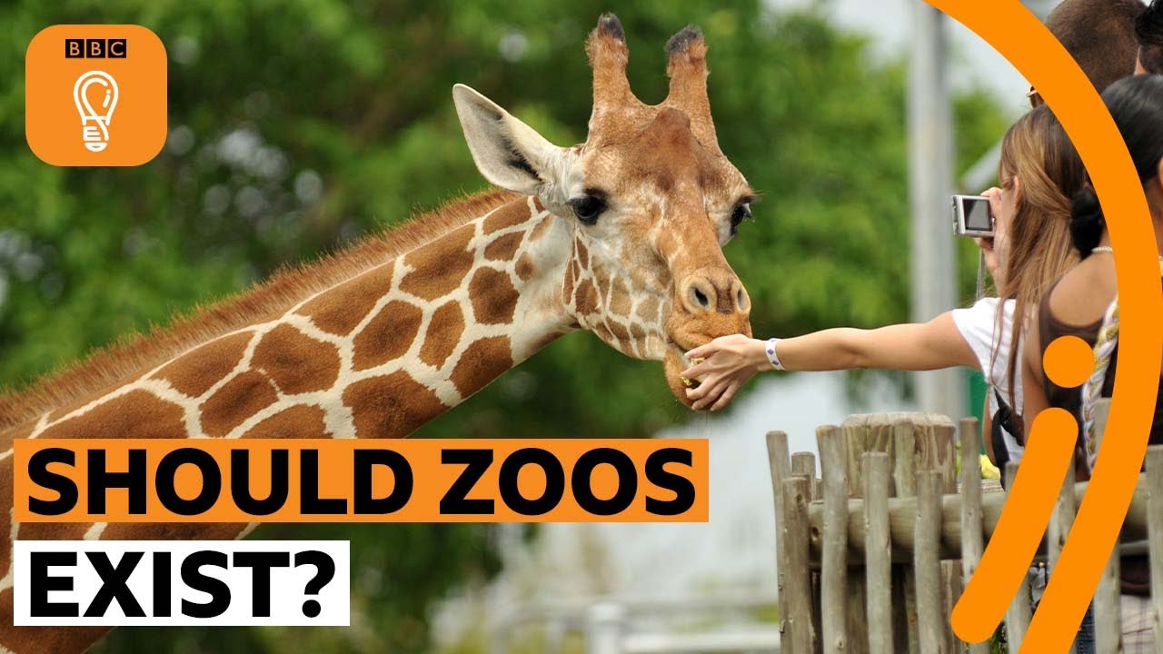 Should zoos exist? | BBC Ideas