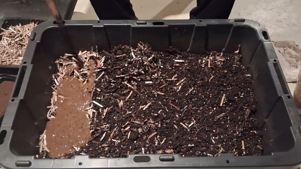 Worm feeding episode 3