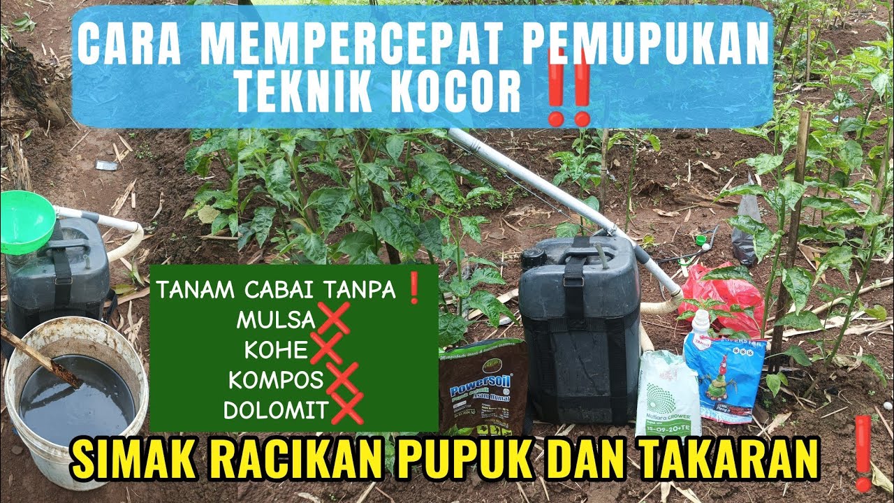 CARA MEMPERCEPAT PEMUPUKAN TEKNIK KOCOR❗SIMAK RACIKAN DAN TAKARAN PUPUK UNTUK TANAMAN CABAI‼️#cabai 
