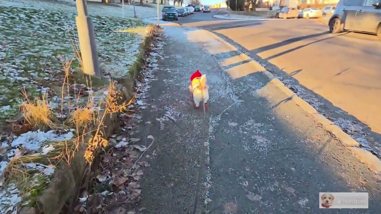 A Calm Walk to Start the New Year🎉