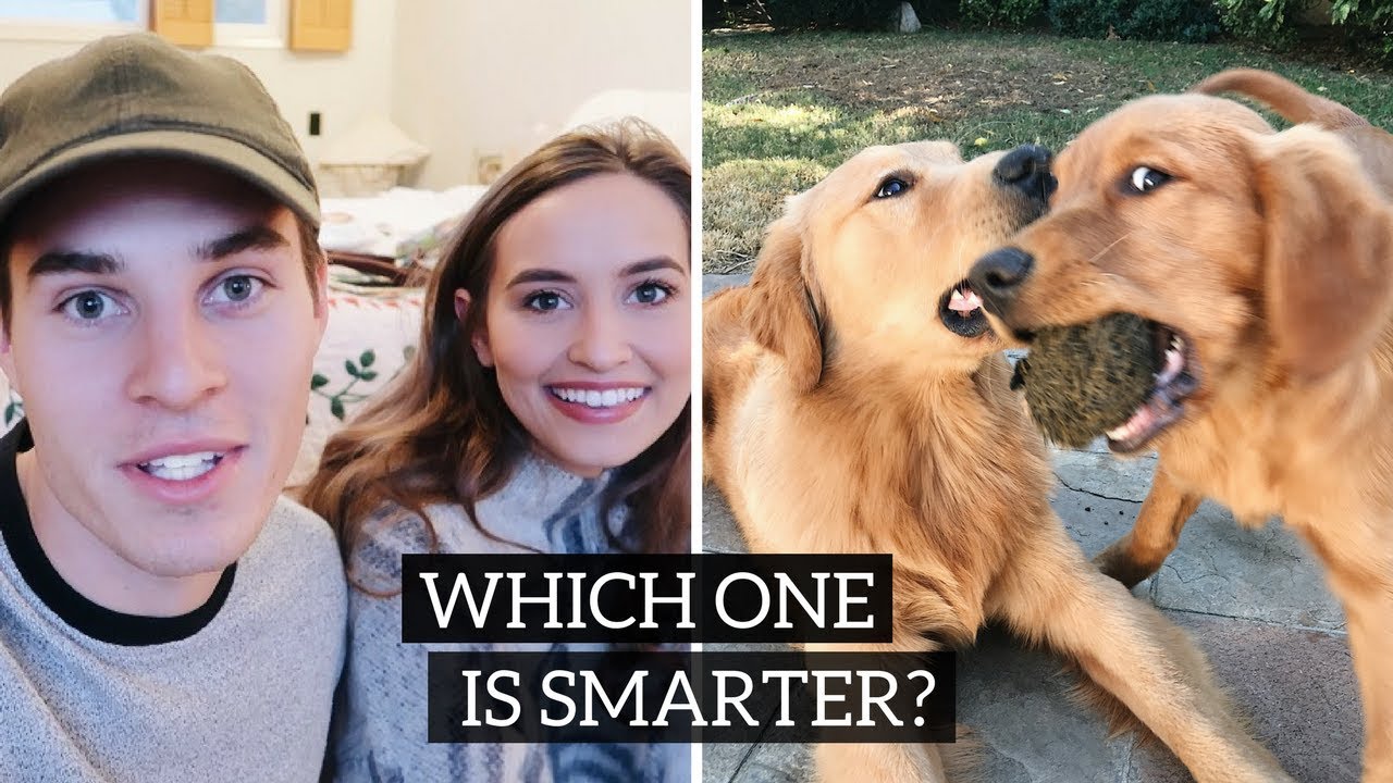 TESTING OUR DOGS INTELLIGENCE
