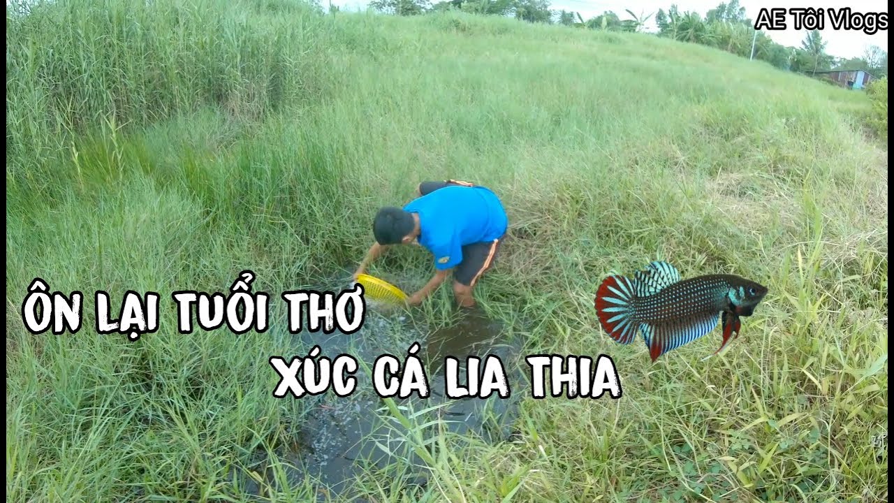Ôn lại tuổi thơ xúc cá Lia Thia Cực Đẹp [AE Tôi vlogs]