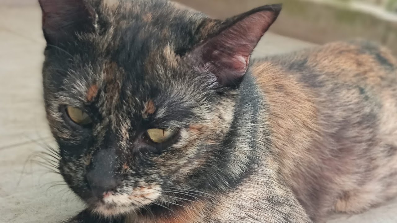 Koty i kocięta to 801, 727, 644, 543, 526, 478, 402, 287, 249, 149, 19 i 4, 309, 243, 141 i 107