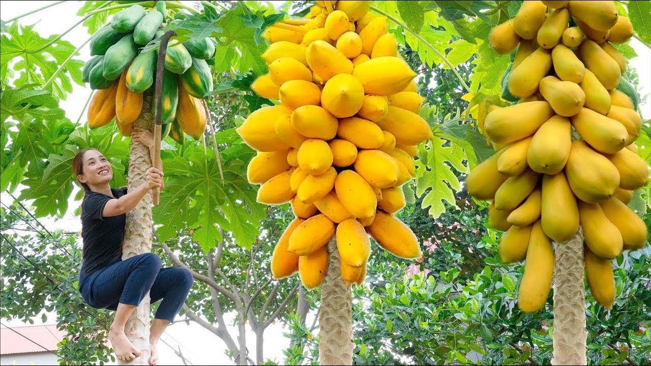 Harvesting Mutant Papaya Garden - Make Papaya Salad Goes to the market sell - Lý Thị Hoa