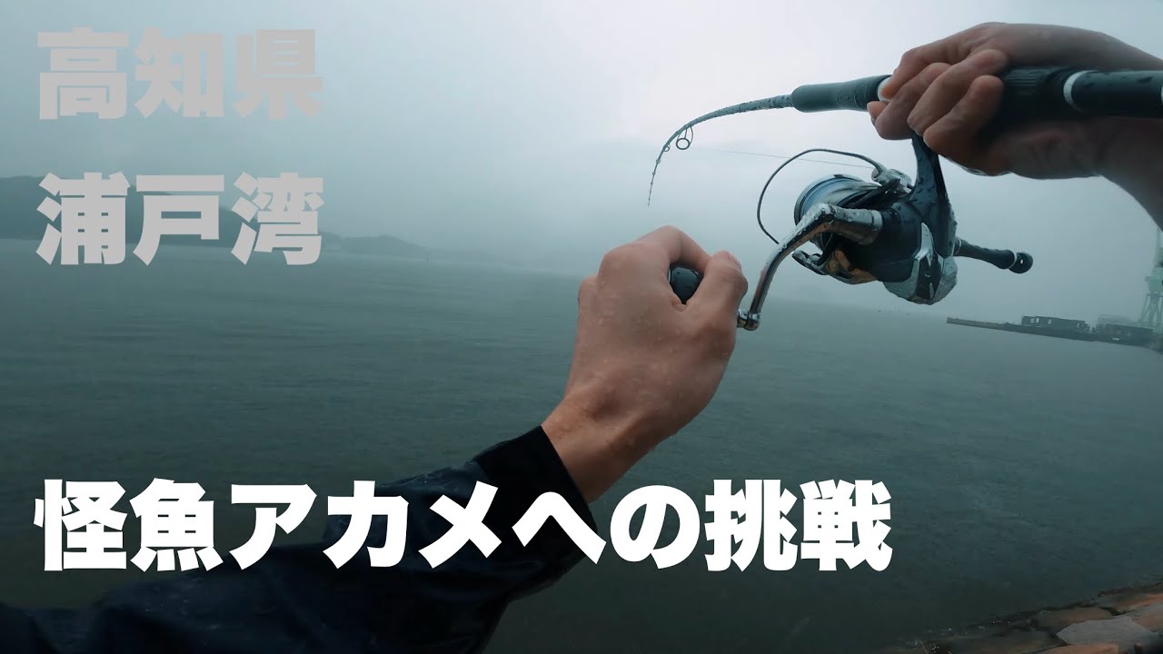 高知県浦戸湾釣行！幻の怪魚『アカメ』を追い求める。