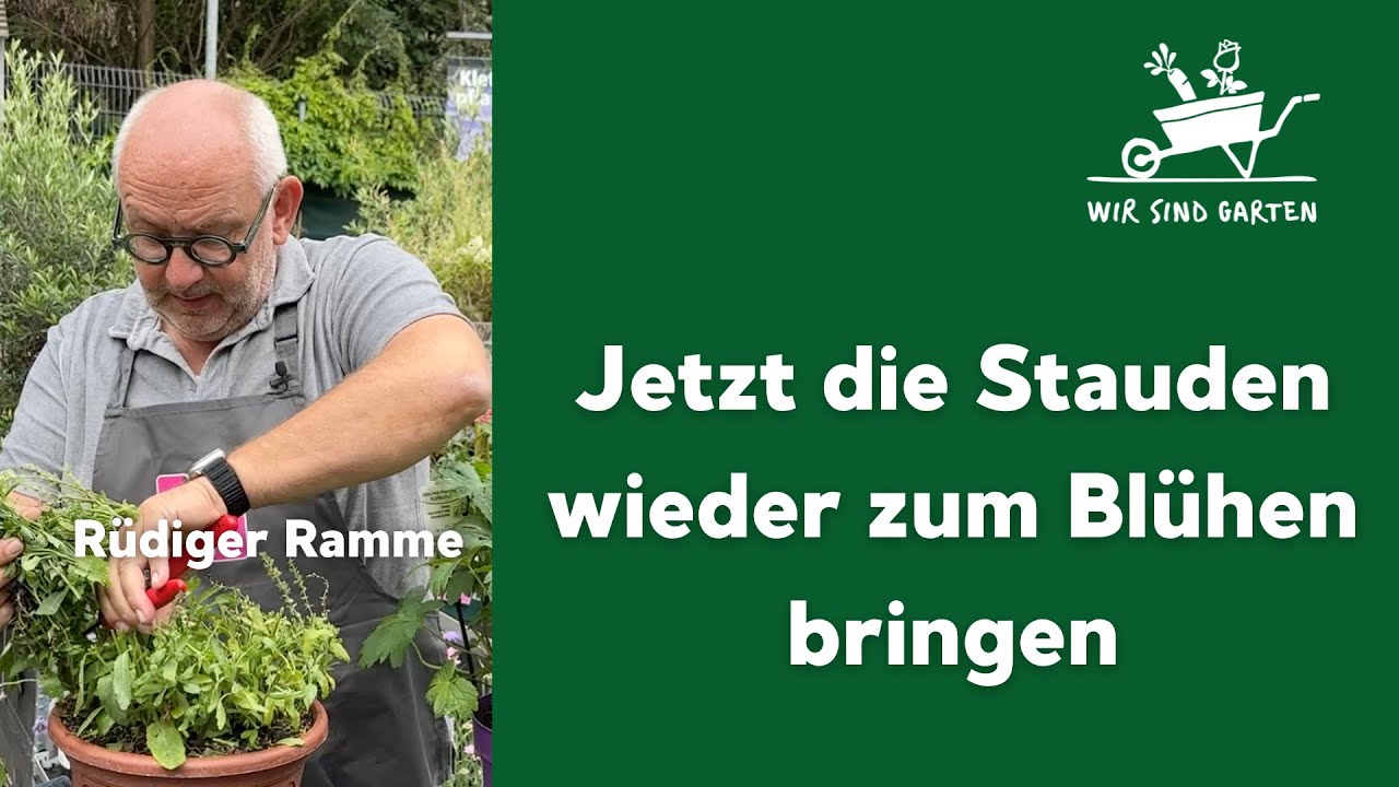 Stauden wieder zum Bl&uuml;hen bringen!
