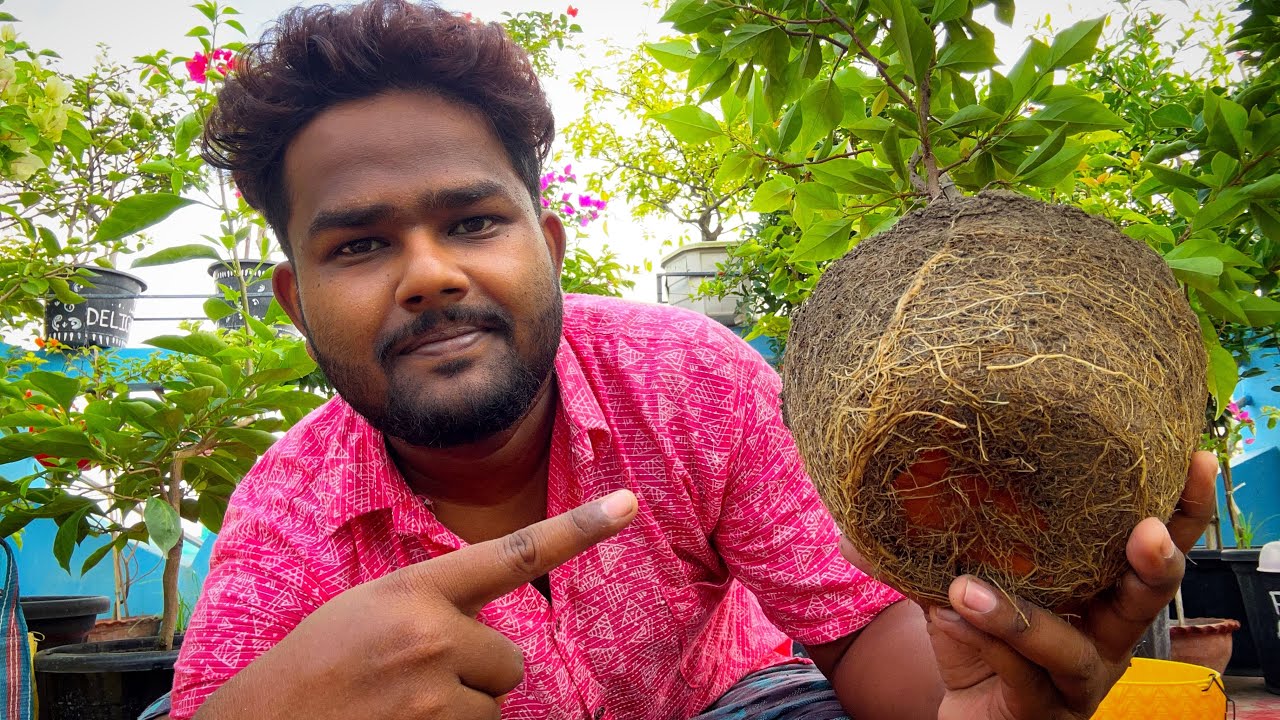 বোগেনভেলিয়া রিপটিং: মাটি মিক্স থেকে শুরু করে ধাপে ধাপে গাইড || রিপটিং কী? কেন ও কিভাবে করবেন