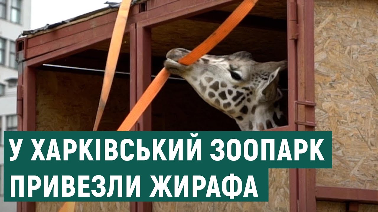 У Харківський зоопарк привезли жирафу