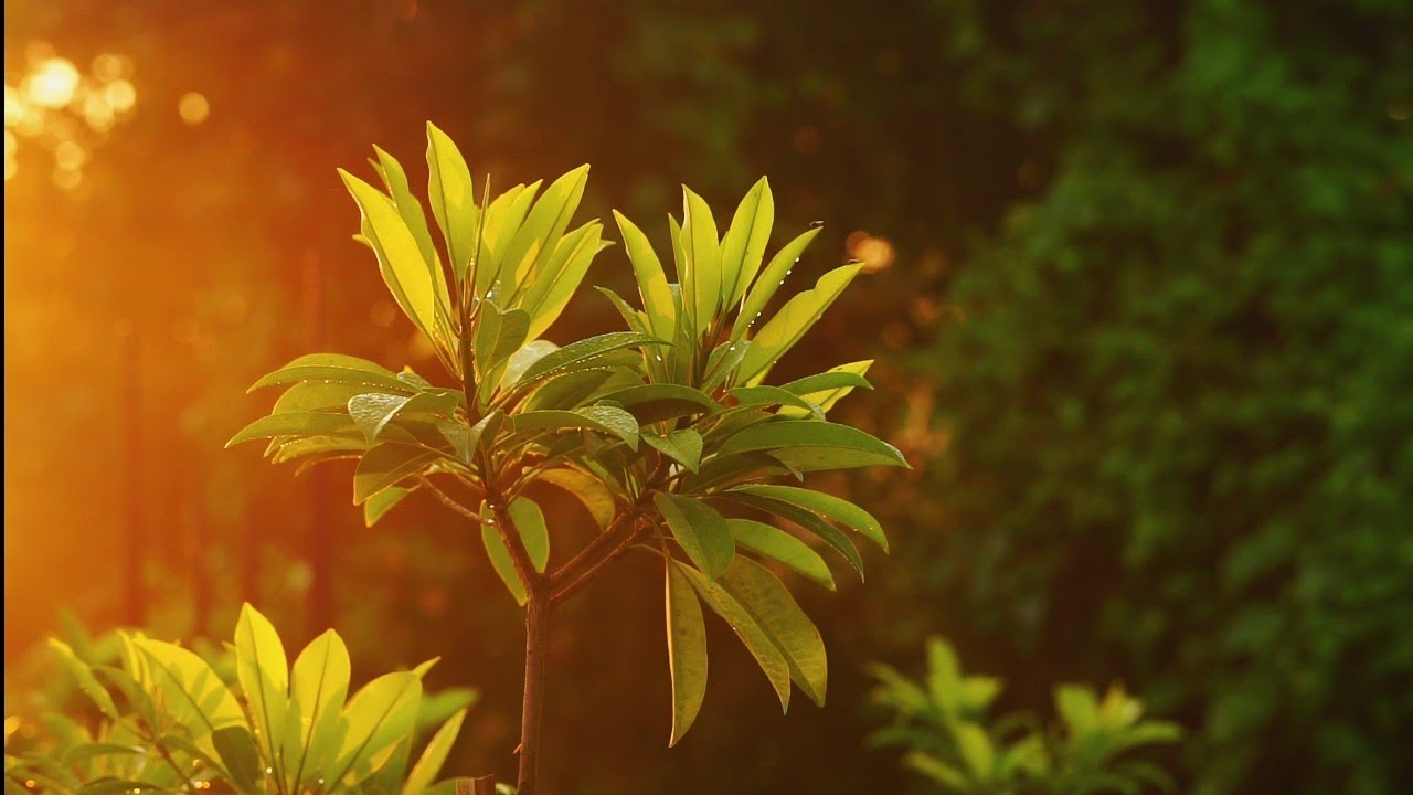 Lost In Nature | Sony A6700 4K | Cinematic Nature Video |