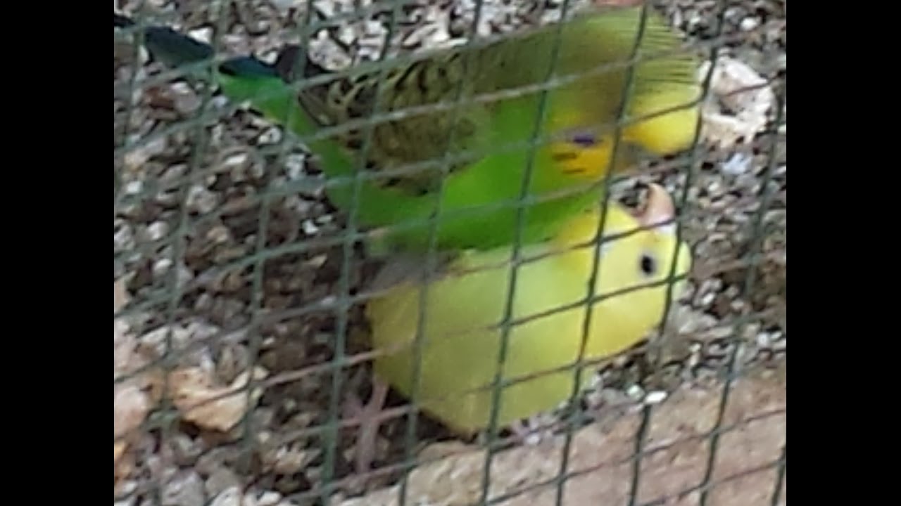 Budgies Parrots male ki ek bache ke sath mating aur 4 saal ka male 3 month ki madi in Urdu/Hindi.