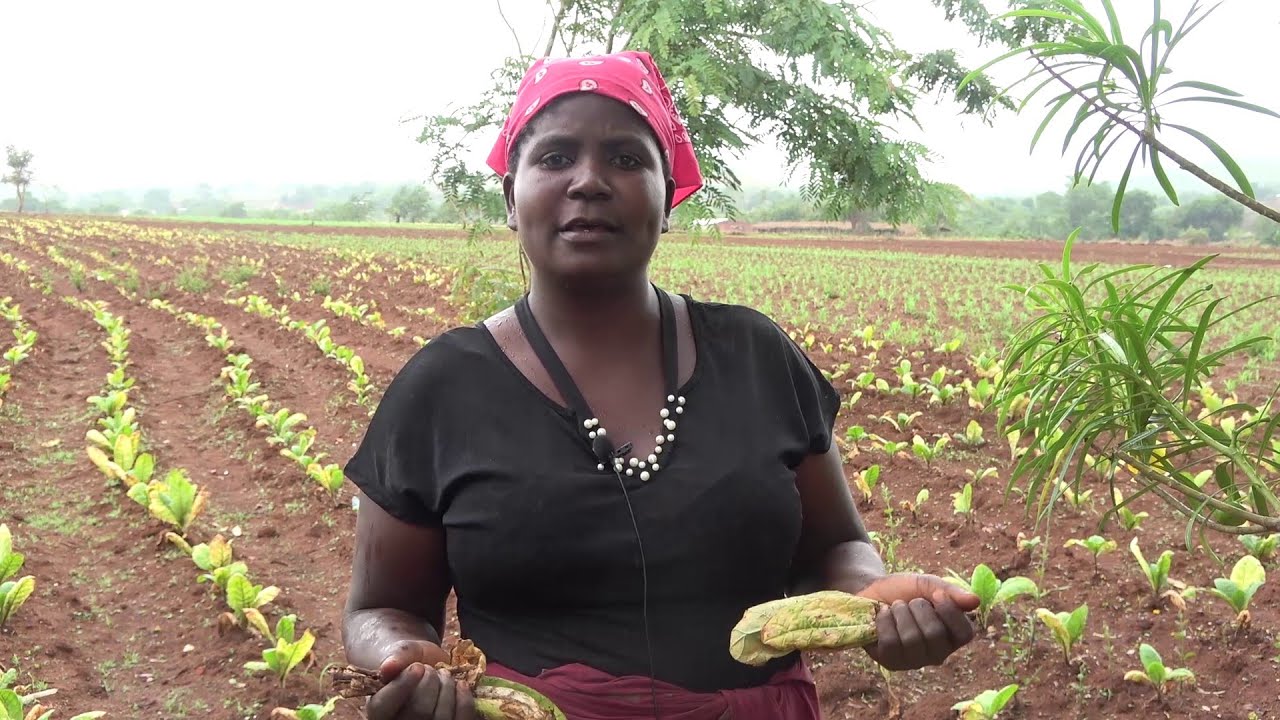The Impact of Tobacco Production on Women's Rights