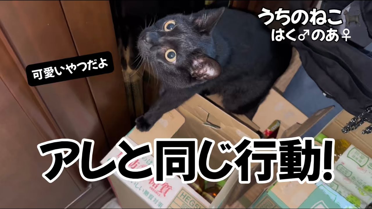 昔農家で見た〇〇の衝撃のシーンを黒猫が再現⁉︎ いったい誰が…