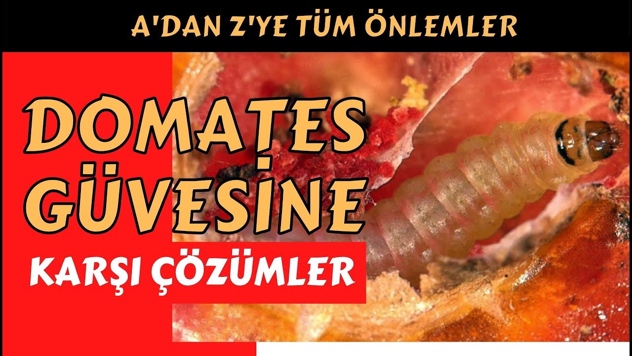 TUTA ABSOLUTA'YA KARŞI KESİN ÇÖZÜMLER I domates güvesi   #domates #biber #patlıcan