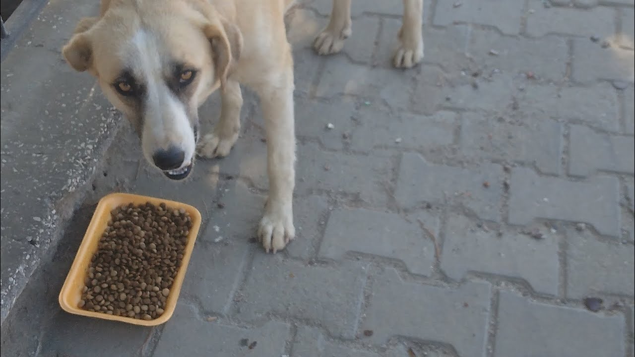 NE ZARARLARI VARDI 😔BELKİDE BANA SON BAKIŞI#sokakhayvanları#hungrydogs#animals
