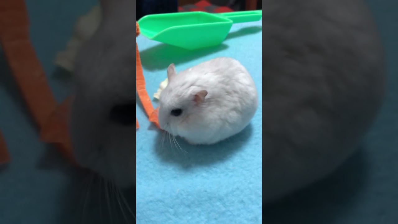 夕飯はキャベツ、にんじん🥕だよ！え？スコップが1番好き？