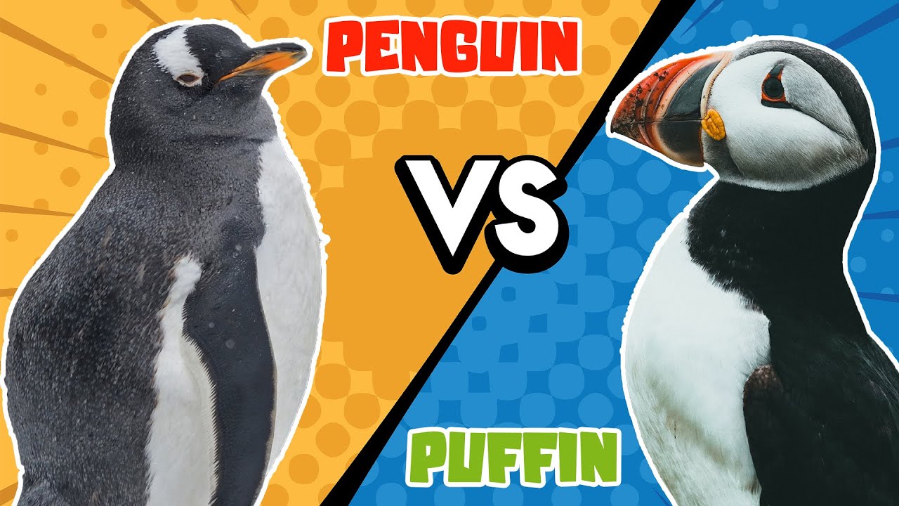 Puffins VS Penguins | How to differentiate?