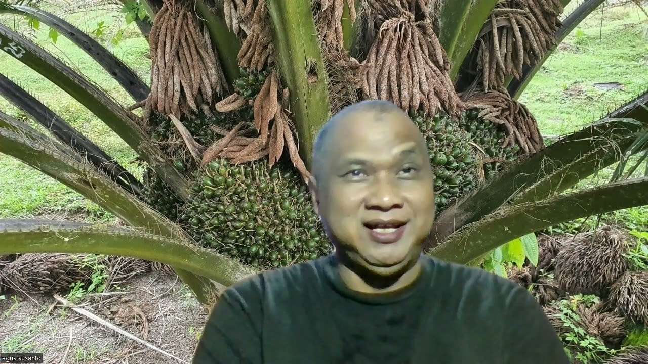 Penyebab Trek & Solusinya pada Perkebunan Kelapa Sawit !