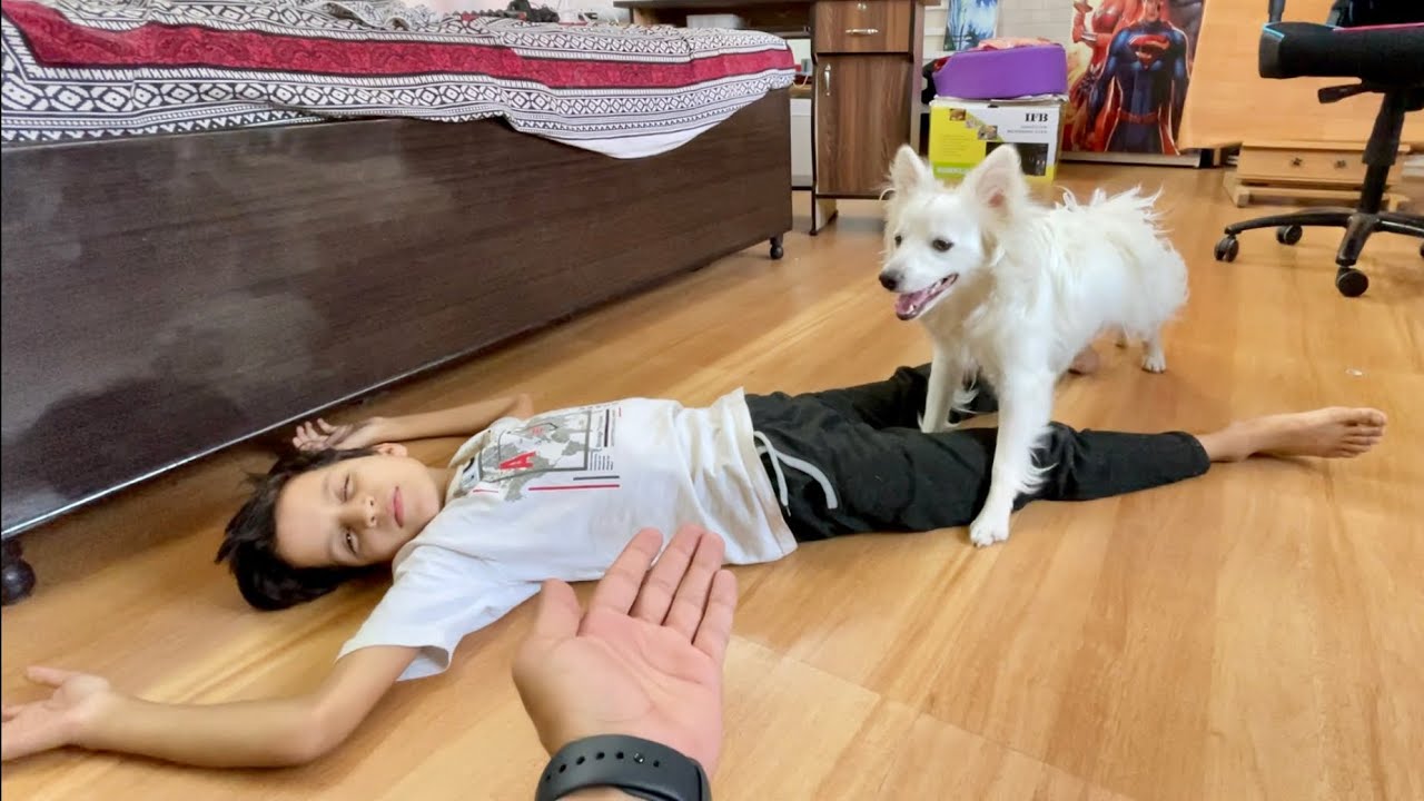 Fake Death Prank On My Dog 😂