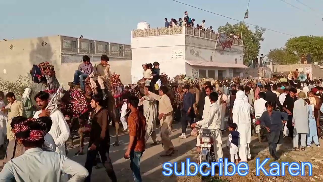 camels jamaat Pakistan ki badi jamaat Camel jamaat ount Baba Mohammed pana in Pakistan Desi jatt