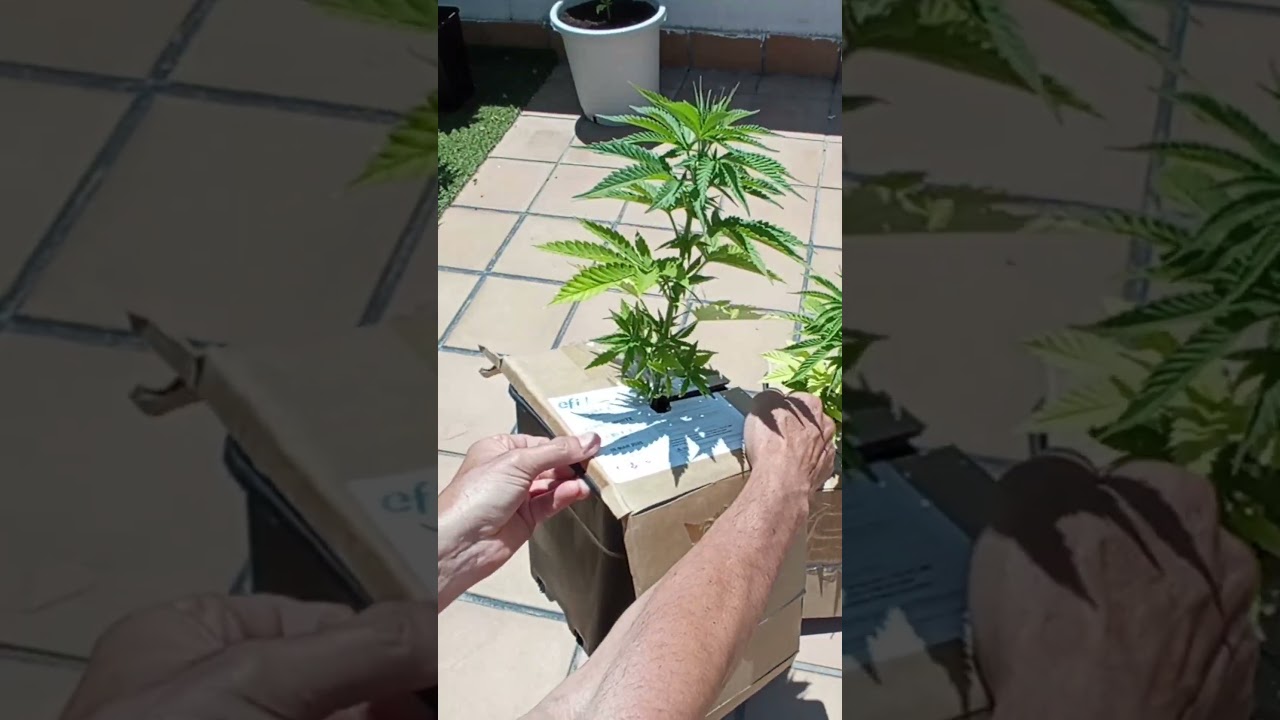 🔥CULTIVO SIN ERRORES - D&Iacute;A 33 🌱C&Oacute;MO PROTEGER LAS RA&Iacute;CES DEL SOL  #shorts #cannabismedicinal