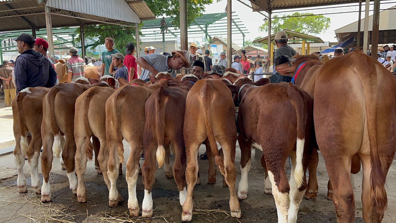 PEDETAN SUPER PAK WAHIT PASAR HEWAN AMBARAWA