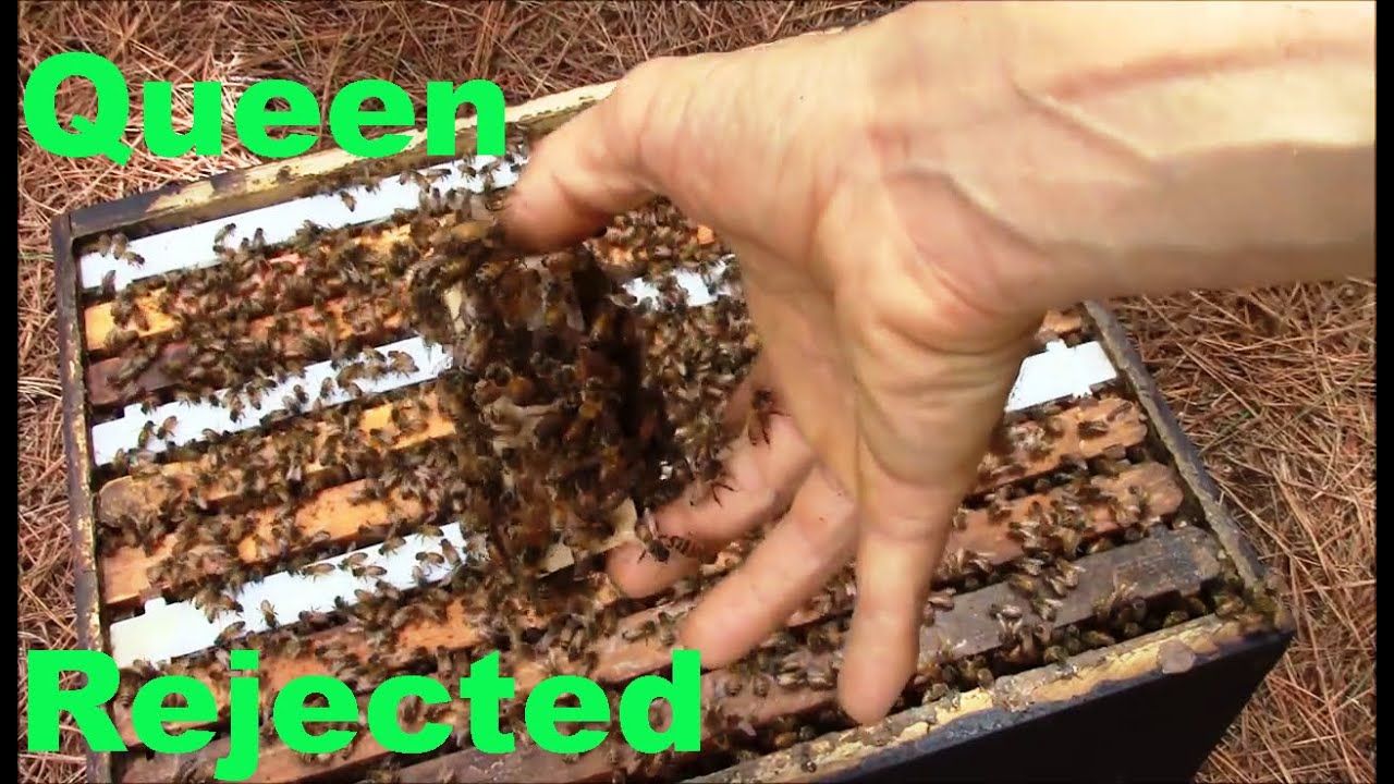 How Bees Beehave When They Don't Accept the New Queen