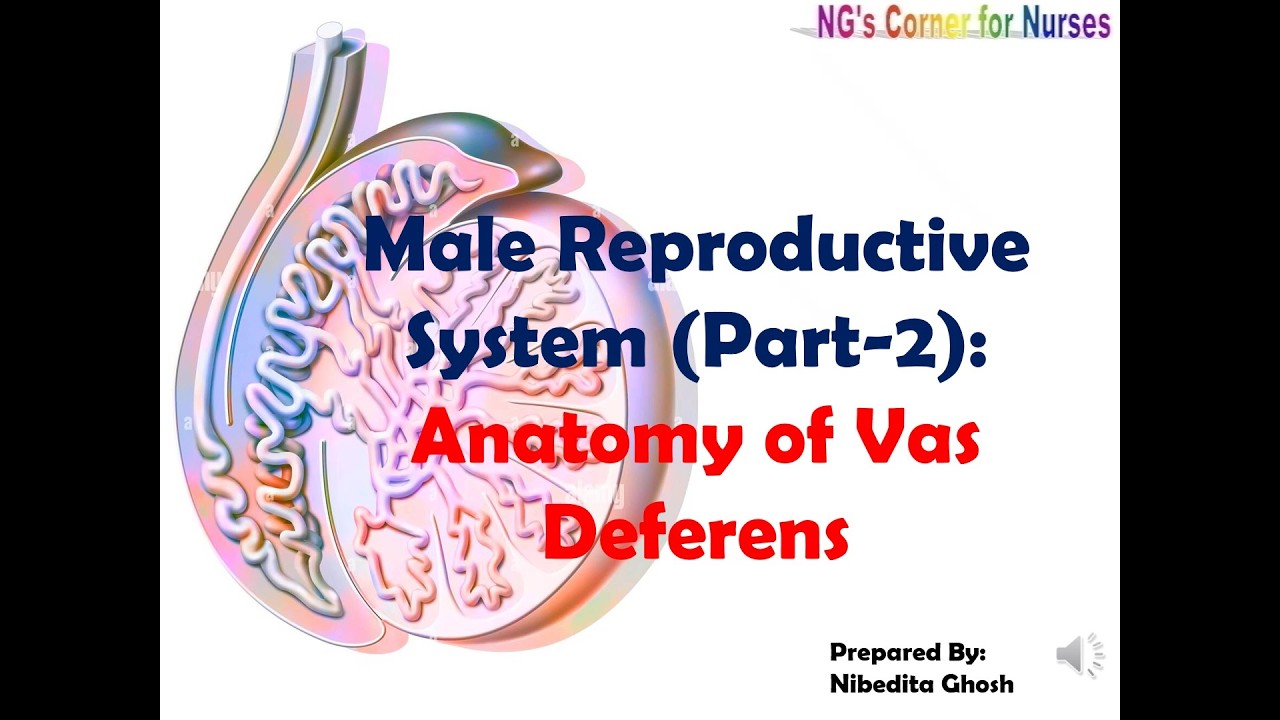 Male Reproductive System: Part- 2: Anatomy of Vas deferens