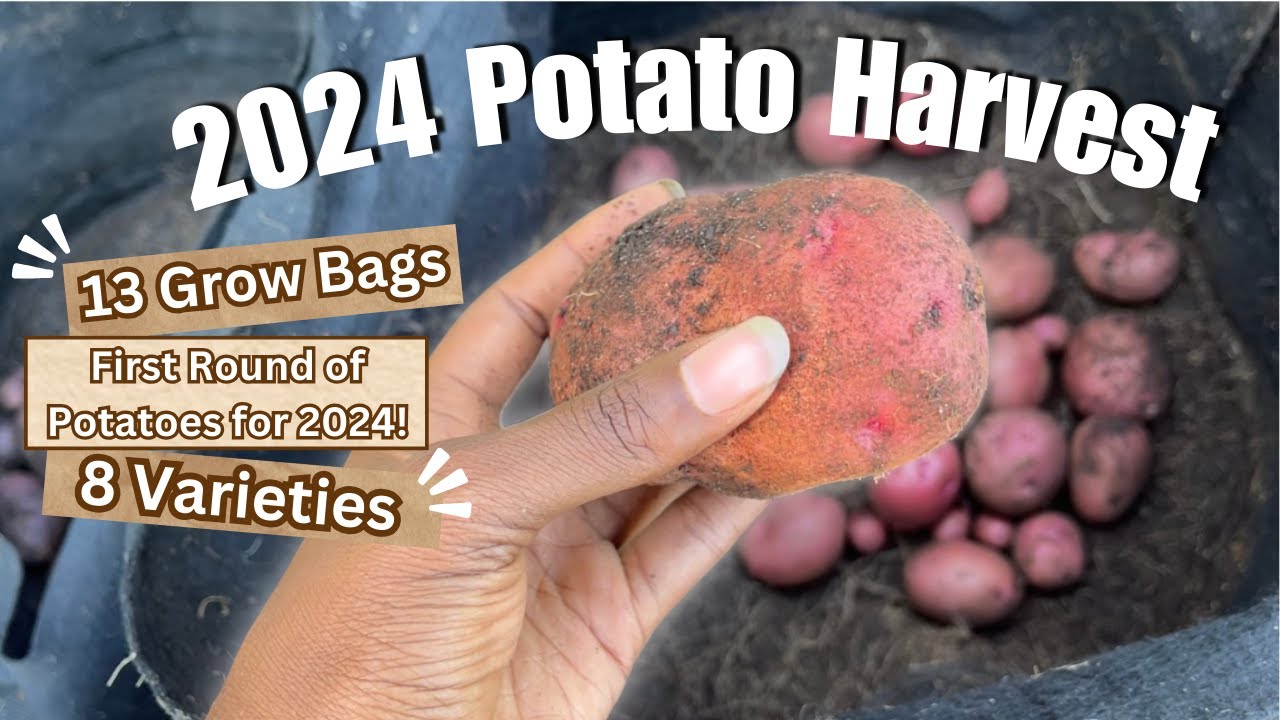 Harvesting 13 BAGS of POTATOES 🥔 | 8 Varieties (w/ Descriptions) | June 2024 | #containergardening
