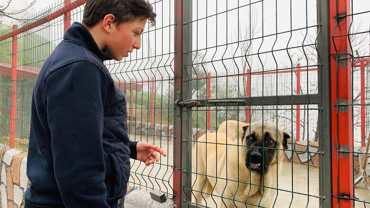 KANGAL BARON’DAN İKAZIMI ALDIM ❗️❗️❗️YILDIZLARIMIZ BARIŞMAYACAK ❗️