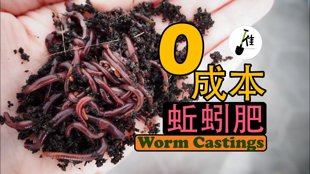 如何低成本自制有机肥料，如何用蚯蚓0成本做肥料，蚯蚓堆肥如此简单