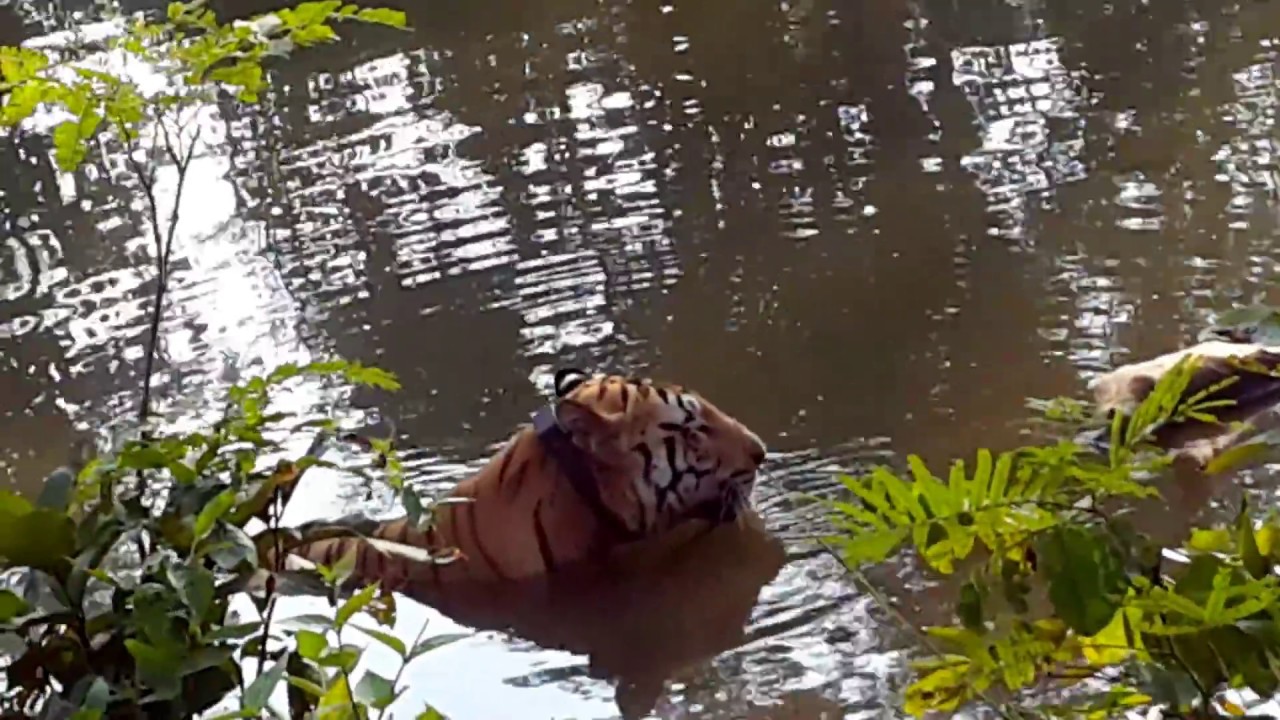 Jai Asia's Biggest Tiger Umred .mp4